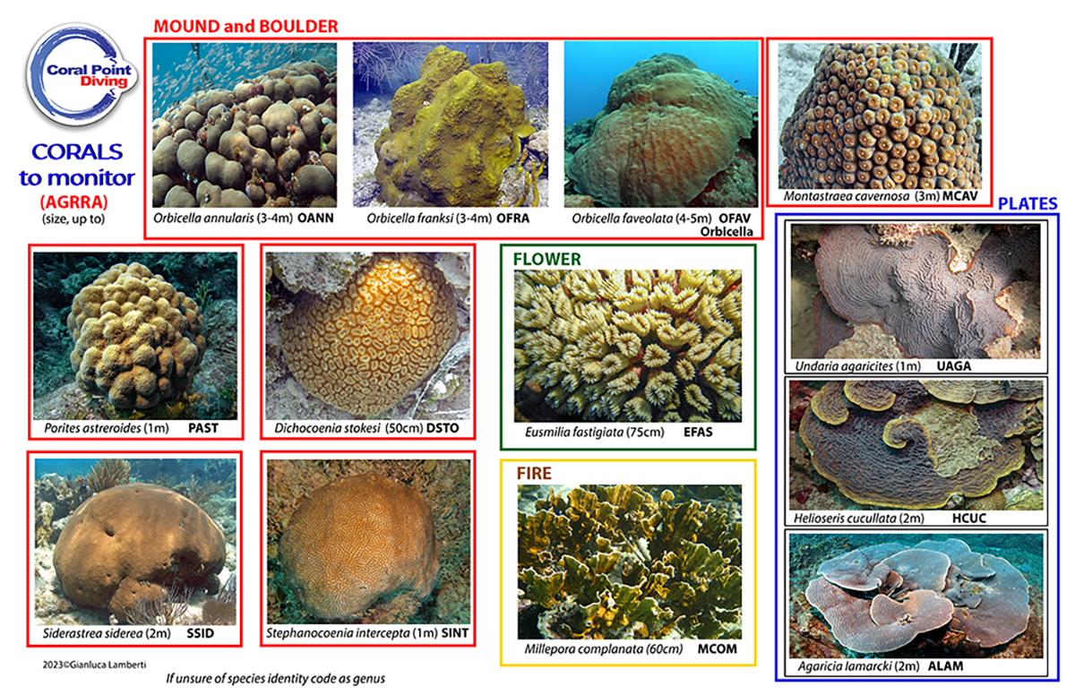 Coral chart